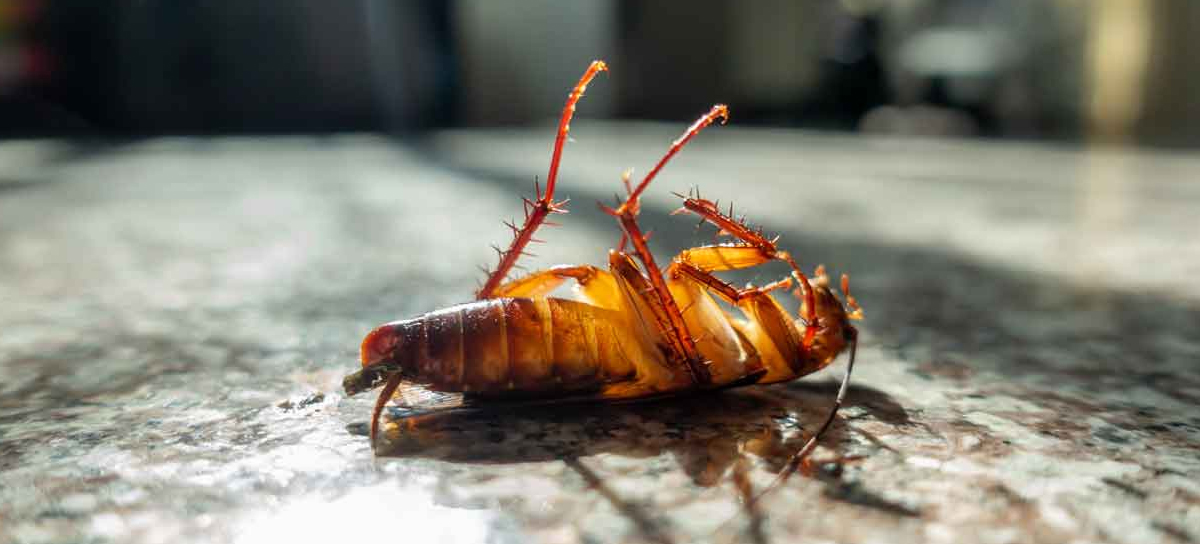 Cockroach Control Chembur